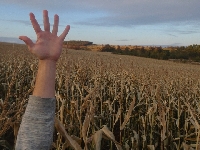 W kukurydzy zagubiony